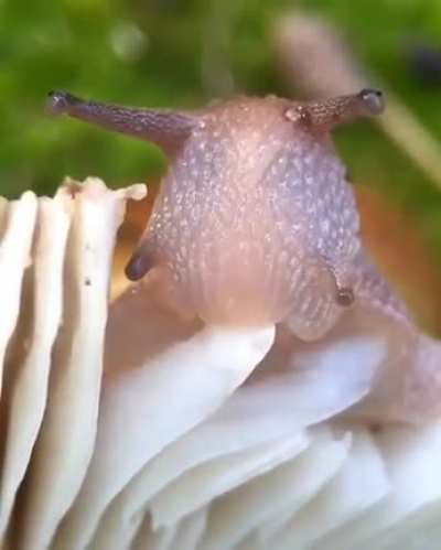 ? A snail eating a mushroom