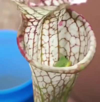 ? A fly getting eaten by a carnivorous pitcher plant ?