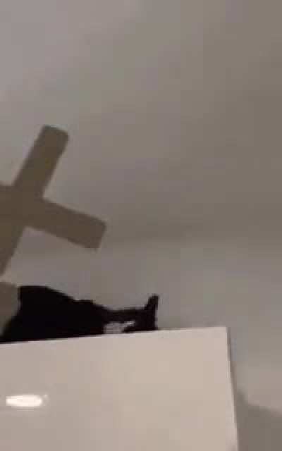 Vampire cat.