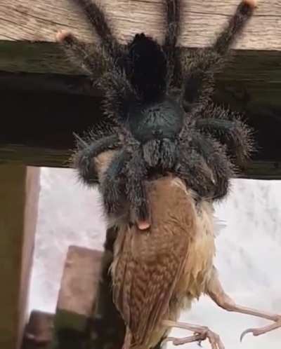 WTF Australia!