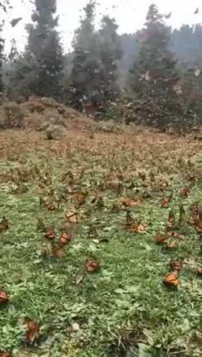 ? Butterfly field ?