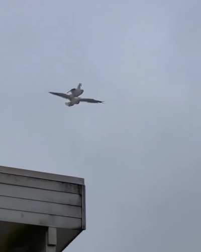 ? Seagull takes a free ride on Seagull