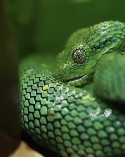 ? Western bush viper drinking water from its skin during the rain