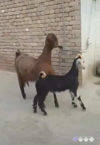 Goats gonna party ??