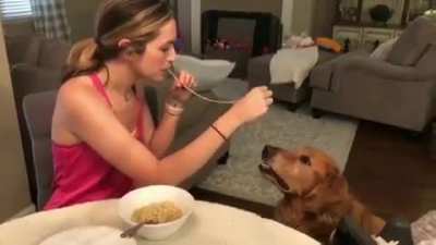 Lady & The Tramp