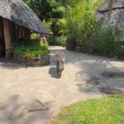 Messing with a wild boar