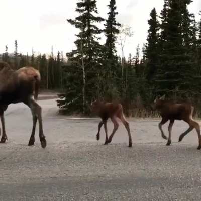? A mother moose with her calves