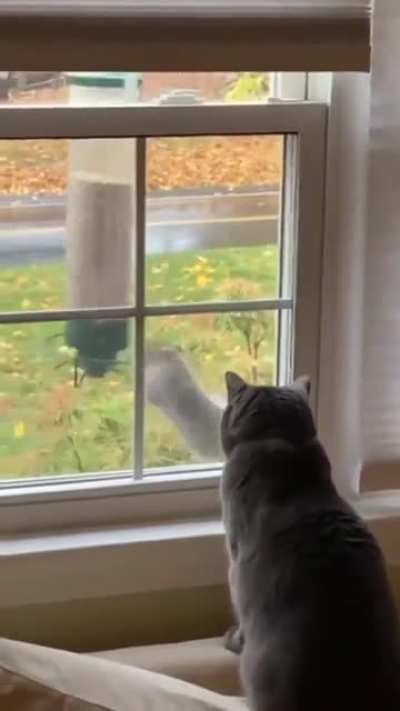 Can't imagine the thoughts running through the cats mind seeing this performance put on by the squirrel - Hilarious ?