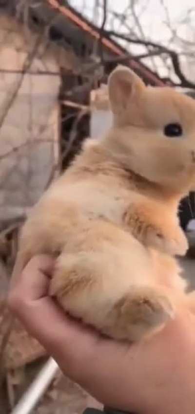 CUTEST BABY BUNNY MOMENT ???