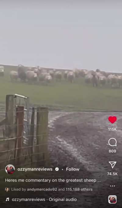 A sheepdog's internal dialogue