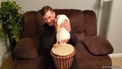 Duck playing the drums.