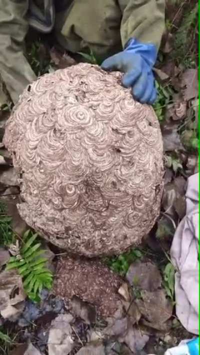 Cutting open a wasps nest