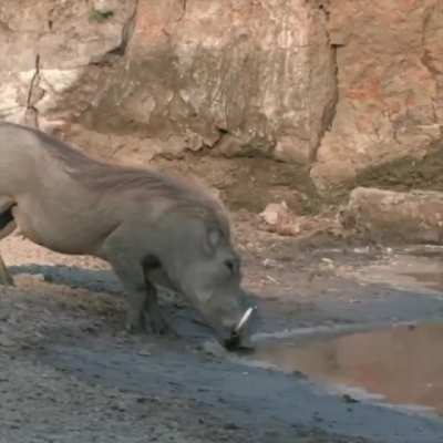 ? This Warthog’s incredible reflexes