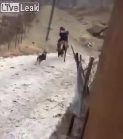 No horses allowed in this cat's neighborhood...