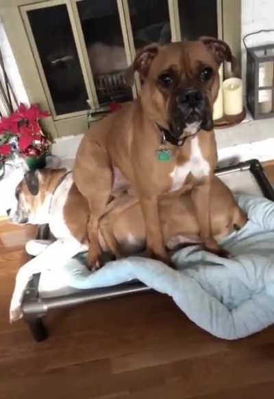 But dis bed is mine bed