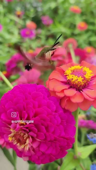 ? back: Lobster, front: Hummingbird (with antenna), wings: Butterfly. What is this? ?