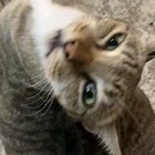 Whenever she gets butt scratches ?