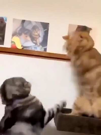 ready.. fight!