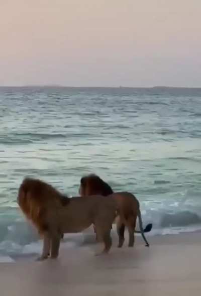 ? Two male lions at the beach