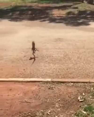 ? Frilled-neck lizard going for a run