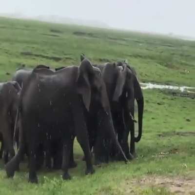 The herd of elephants happily sheltered to welcome the baby elephant..