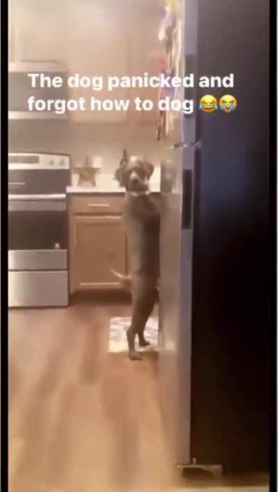 the dog forgot ?