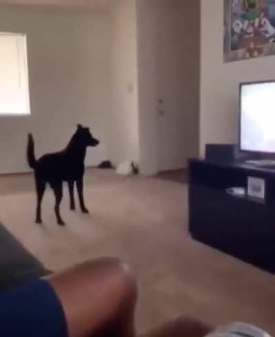 hide and seek with dog!!