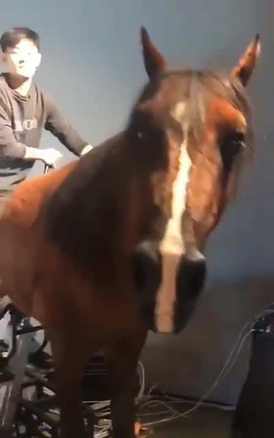 What a nice horse