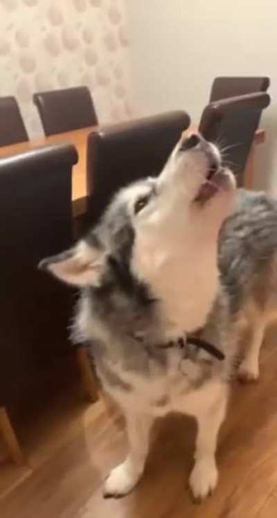 Doggo complains when cat steals bed