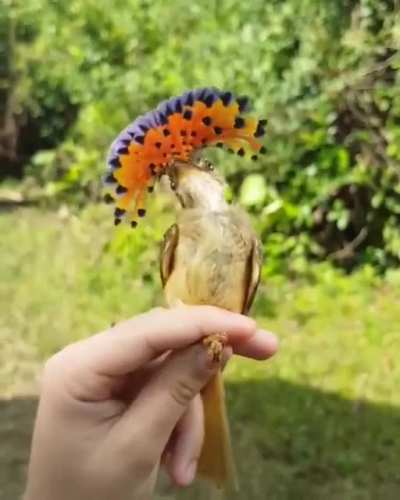 ? Amazonian royal flycatcher just beautiful.