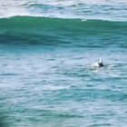 Just trying to paddle surf, but the dolphin mafia arrive
