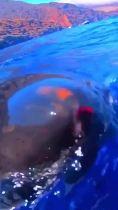 ? a sharks ability to appear out of nowhere