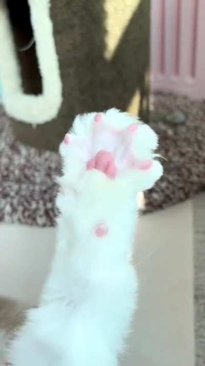 Cutest toe beans ?