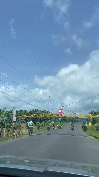 Bananas crossing the road