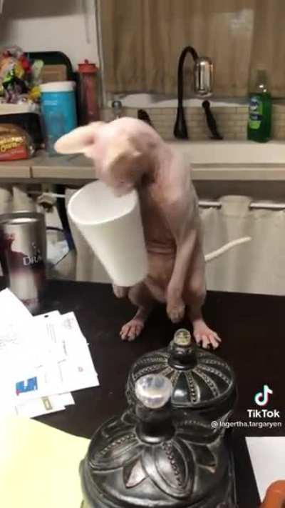Cat.