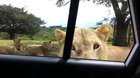 Smart Kitty