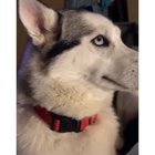 "If I don't look at it, she wouldn't know I did it". - Dog