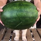 Wait for it... ?