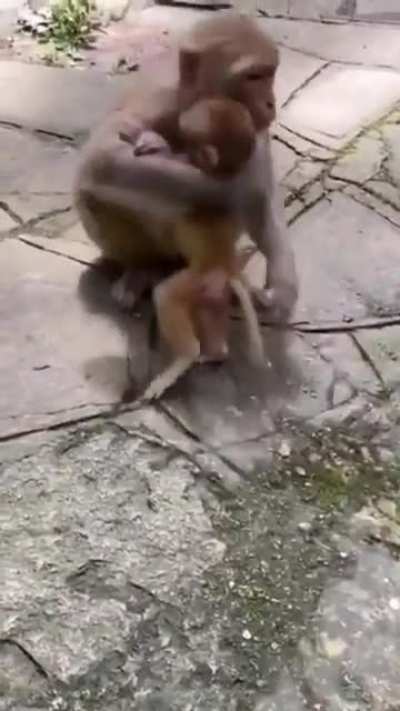 ? Mama Monkey kiss her baby