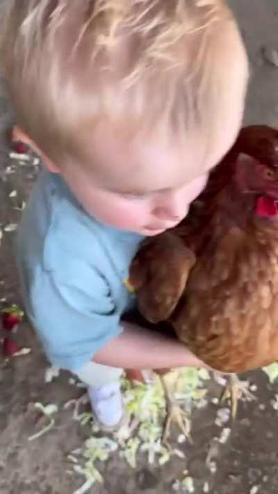 Why are chickens so funny?