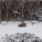 ? A wild fox playing around with a dog toy it found in someone’s backyard ?