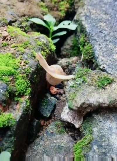 ? Snail crossing a gap on the ground