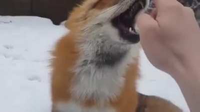 Foxy?
