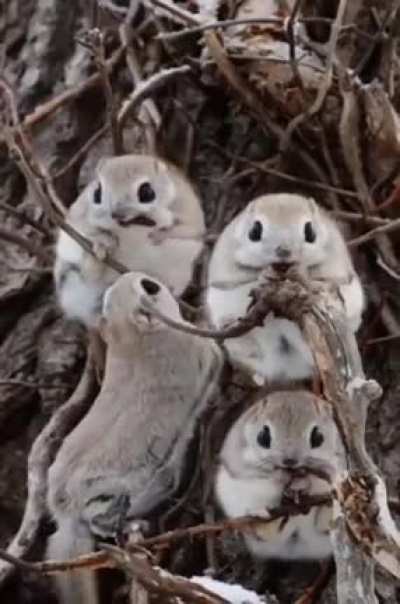 ?The Japanese dwarf flying squirrel (Pteromys momonga)