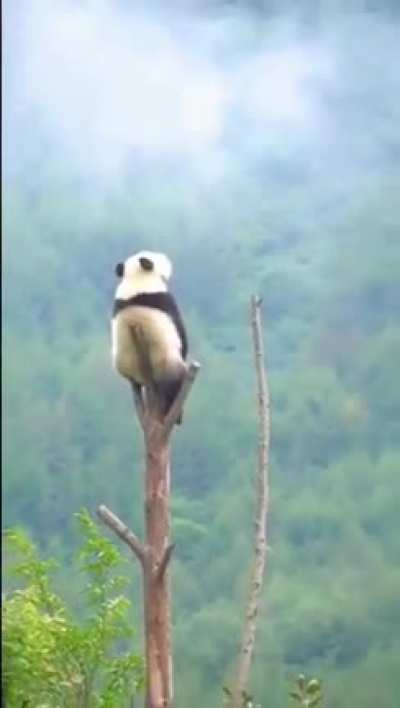 ? In summer, pandas climb as high as 4,000 metres in search of cooler temperatures and in winter they can descend as high as 800 metres.