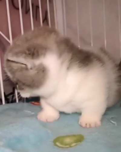 smol and angy ??