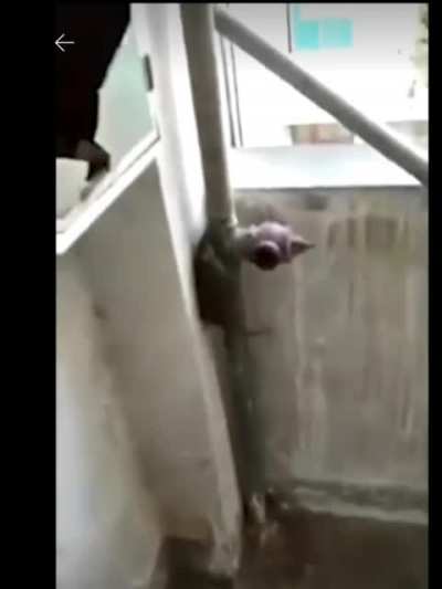 Depressed rat