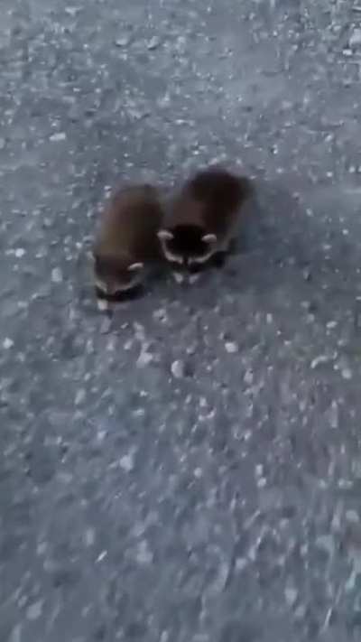 Oh my god they’re so cu...ahhhh