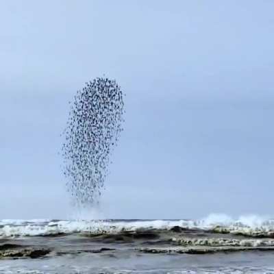 Incredible footage of the flocking behavior of birds known as murmuration. Full video: