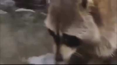 Racoon's cotton candy dissolves in water and gets sad.